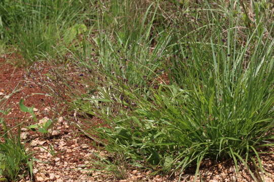 Image of Senecio umgeniensis Thell.