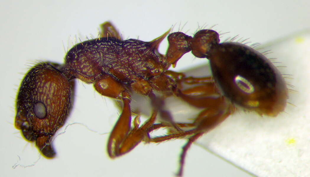 Imagem de Myrmica hellenica Finzi 1926