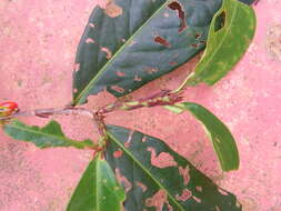 Image of Erythroxylum citrifolium A. St.-Hil.