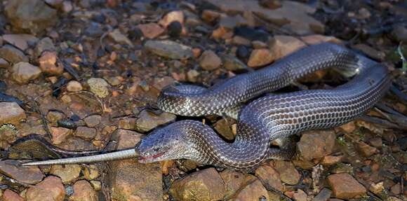 Image of Cape Wolf Snake