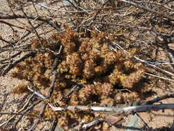 Image of Tephrocactus molinensis (Speg.) Backeb.