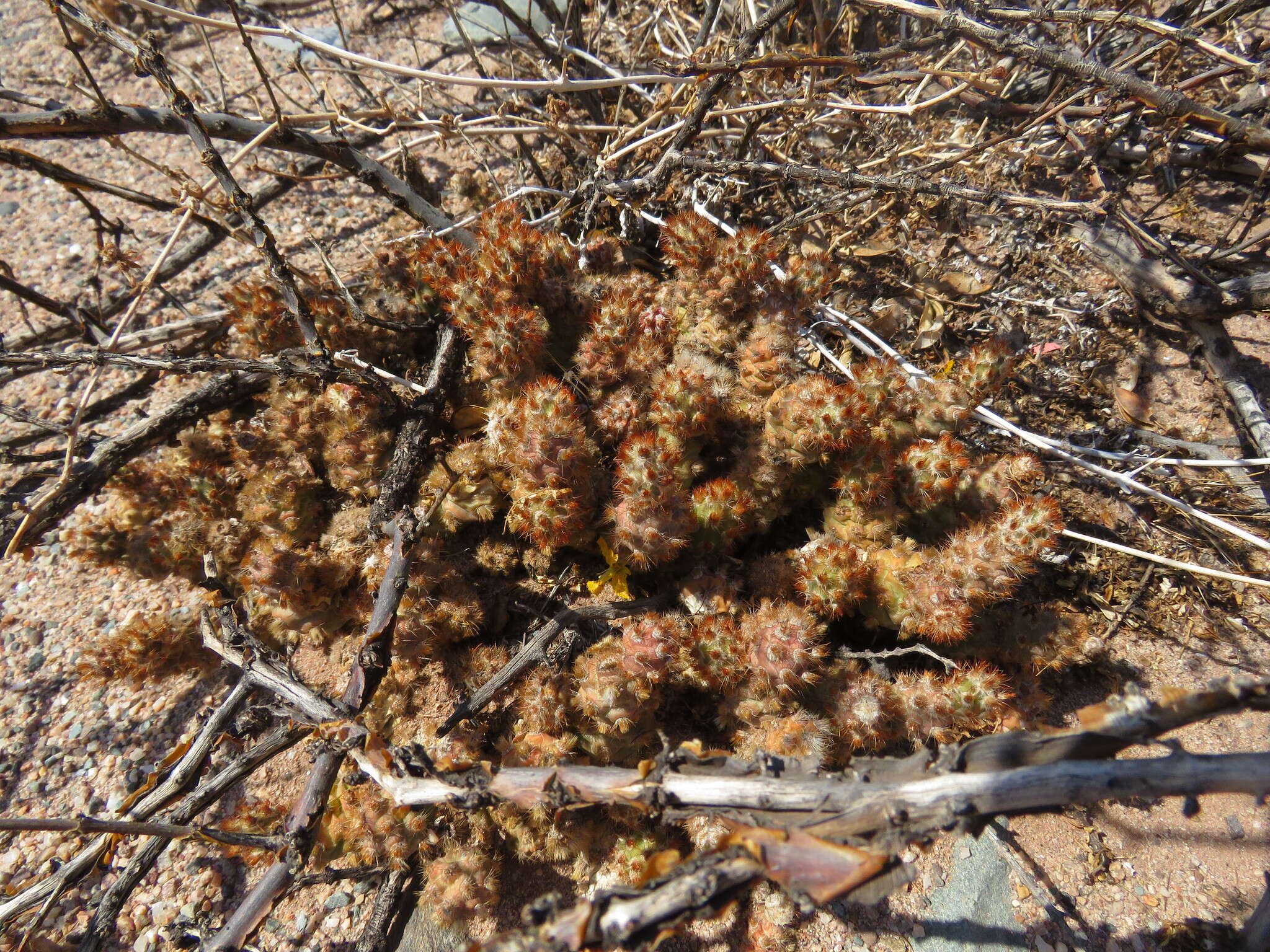 Imagem de Tephrocactus molinensis (Speg.) Backeb.