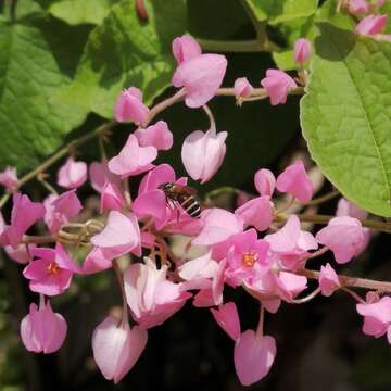 Image of black dwarf honey bee