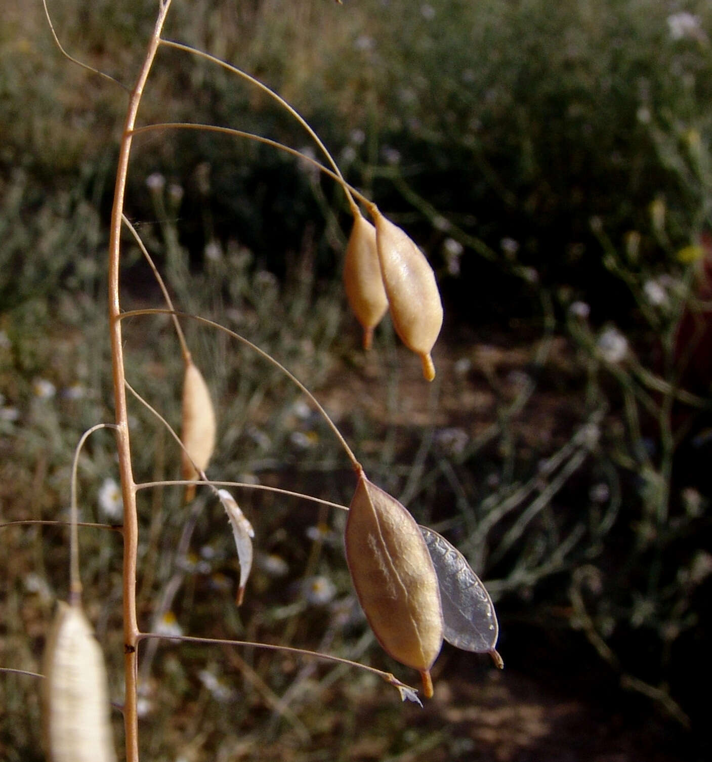 Image of Savignya parviflora (Delile) Webb