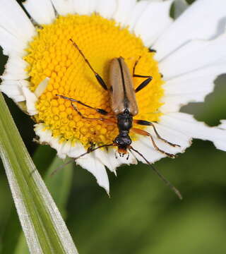 Image of Pidonia lurida (Fabricius 1793)