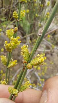 Imagem de Ephedra chilensis C. Presl