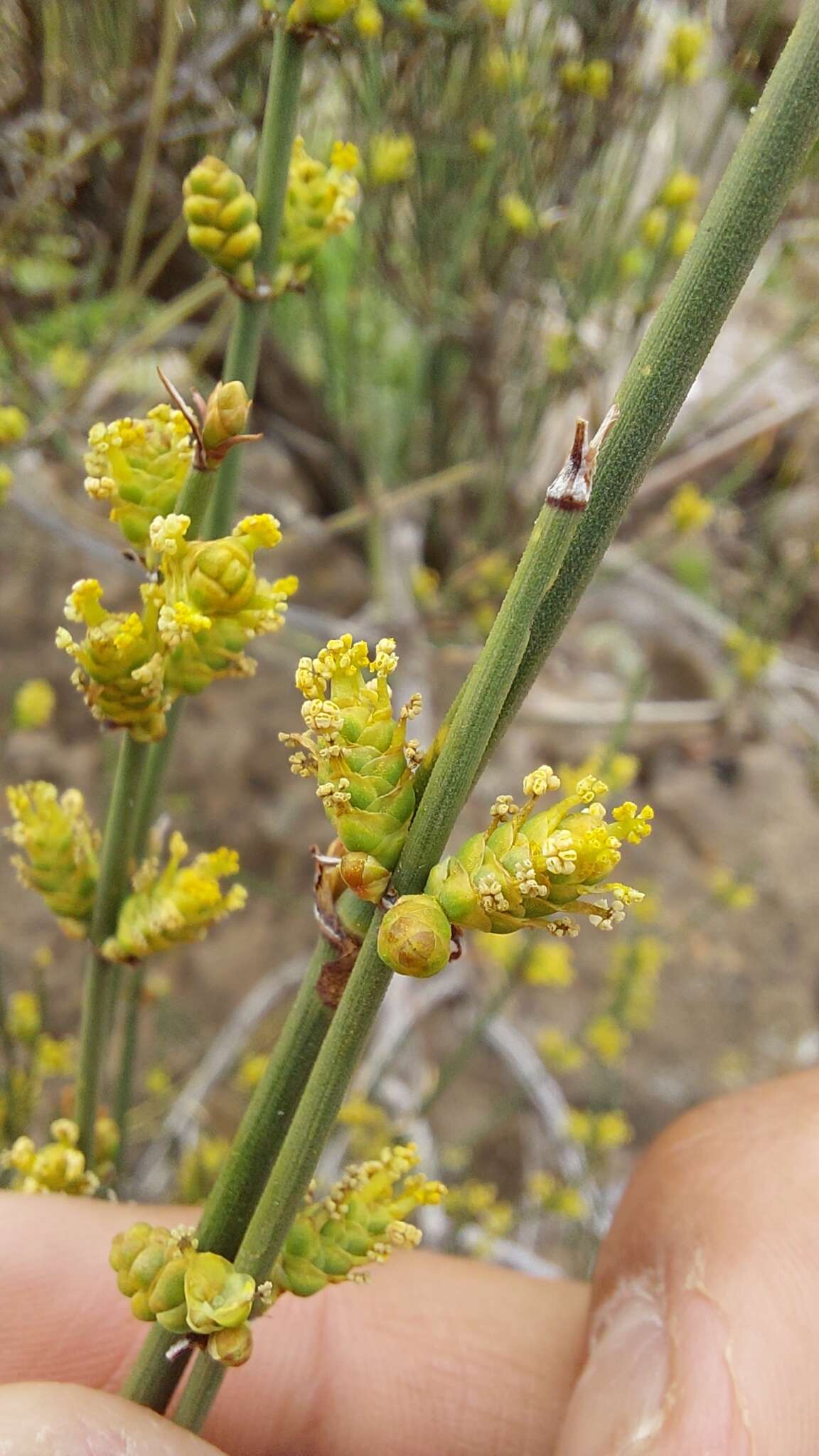 صورة Ephedra chilensis C. Presl