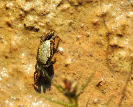 Image of Gulf marsh fiddler