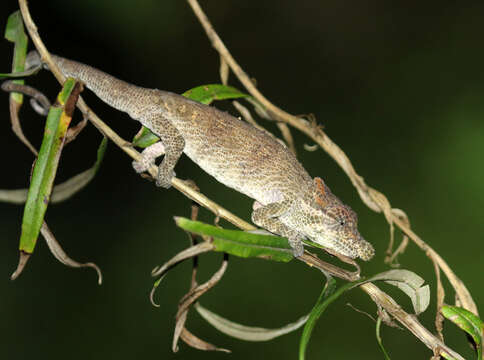 Image of Deceptive Chameleon