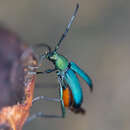 Image of Chrysoprasis hirtula White 1853