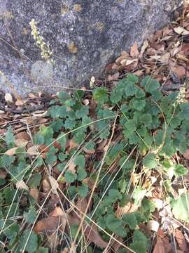 Image of Heuchera soltisii R. A. Folk & P. J. Alexander