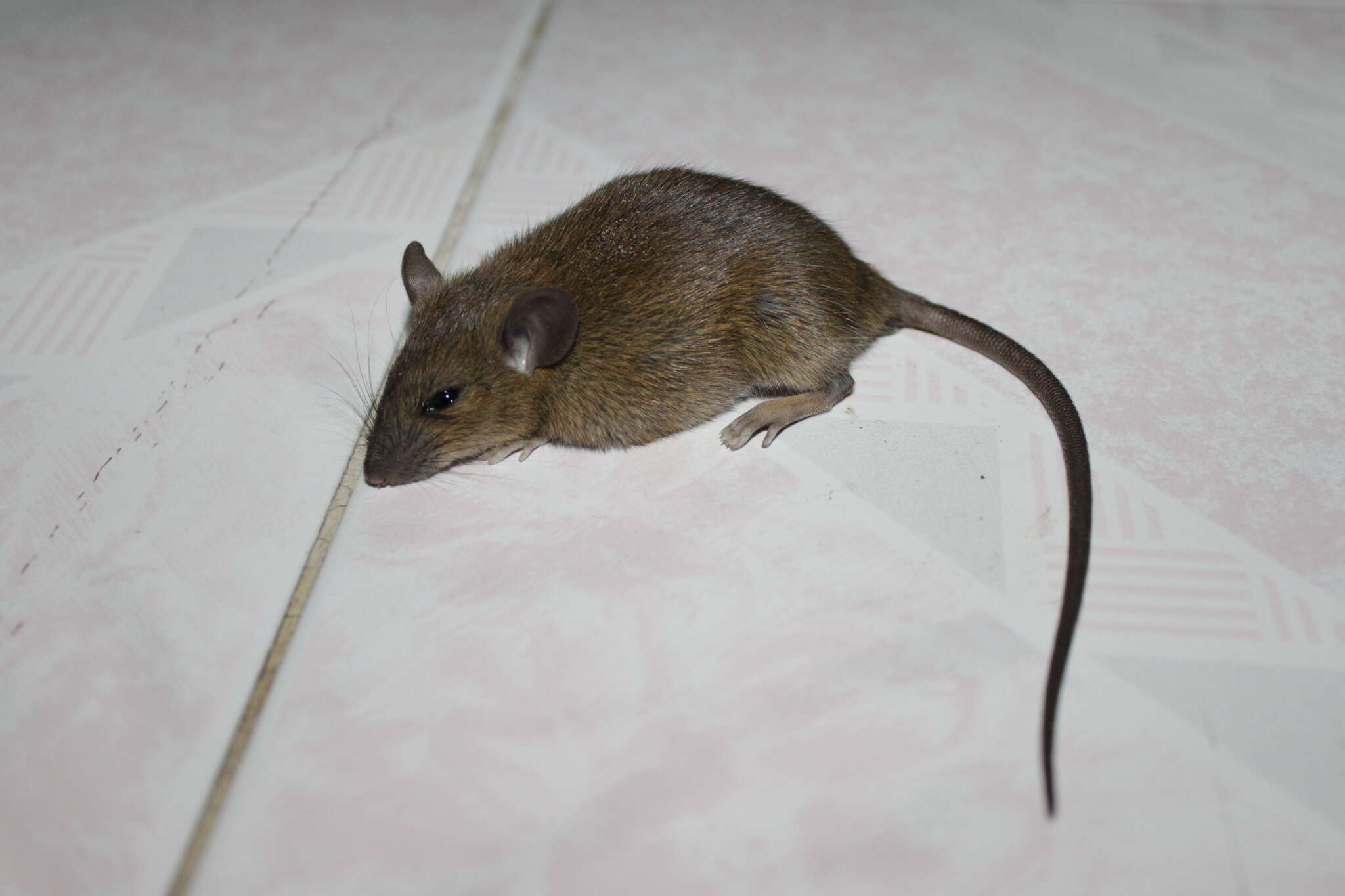 Image of Pacific Rat