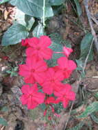 Imagem de Plumbago indica L.