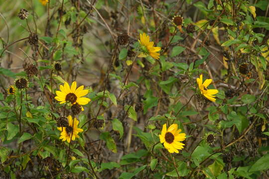 Image of cucumberleaf sunflower