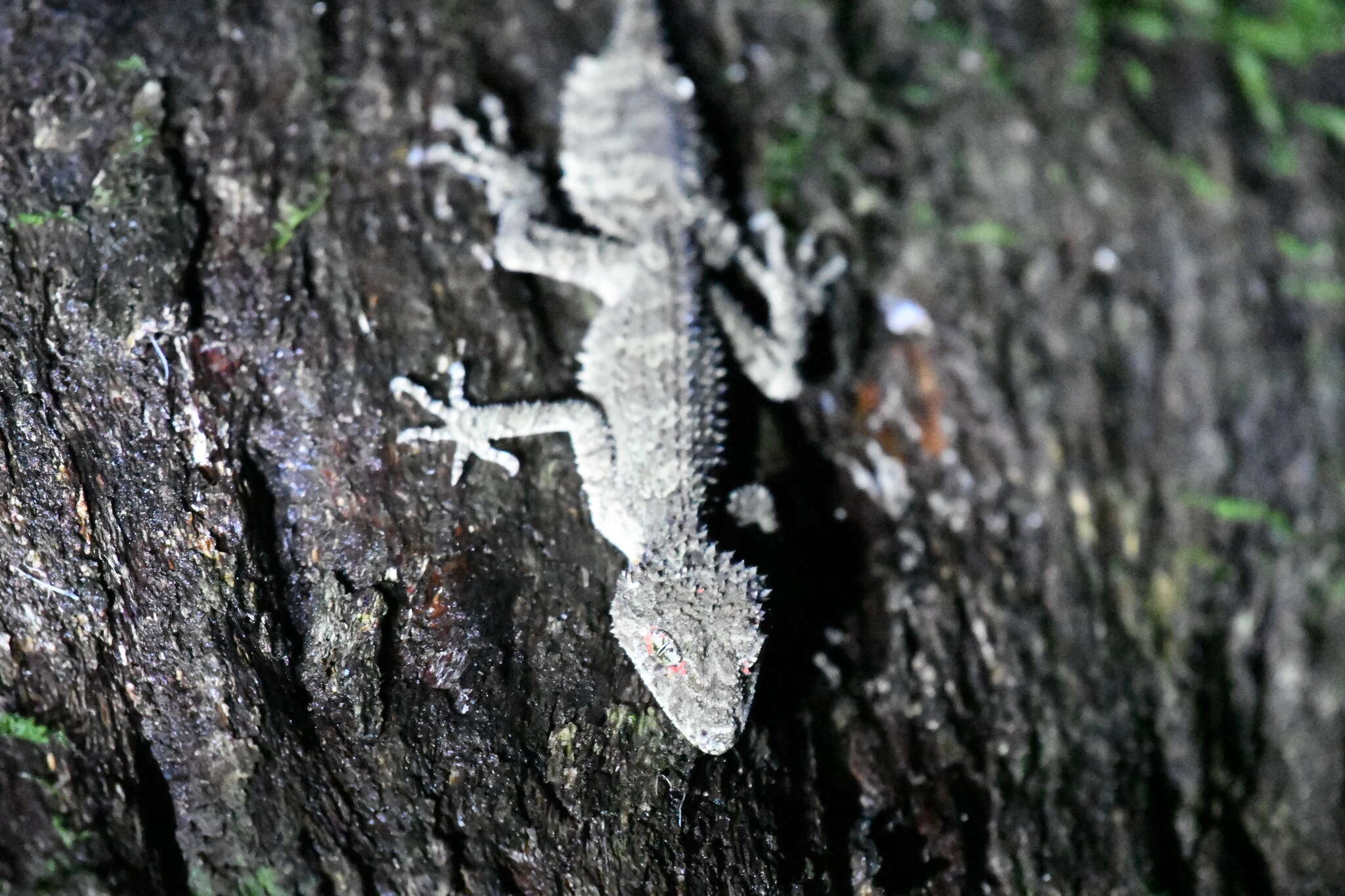 Image of Southern Leaf-tailed Gecko