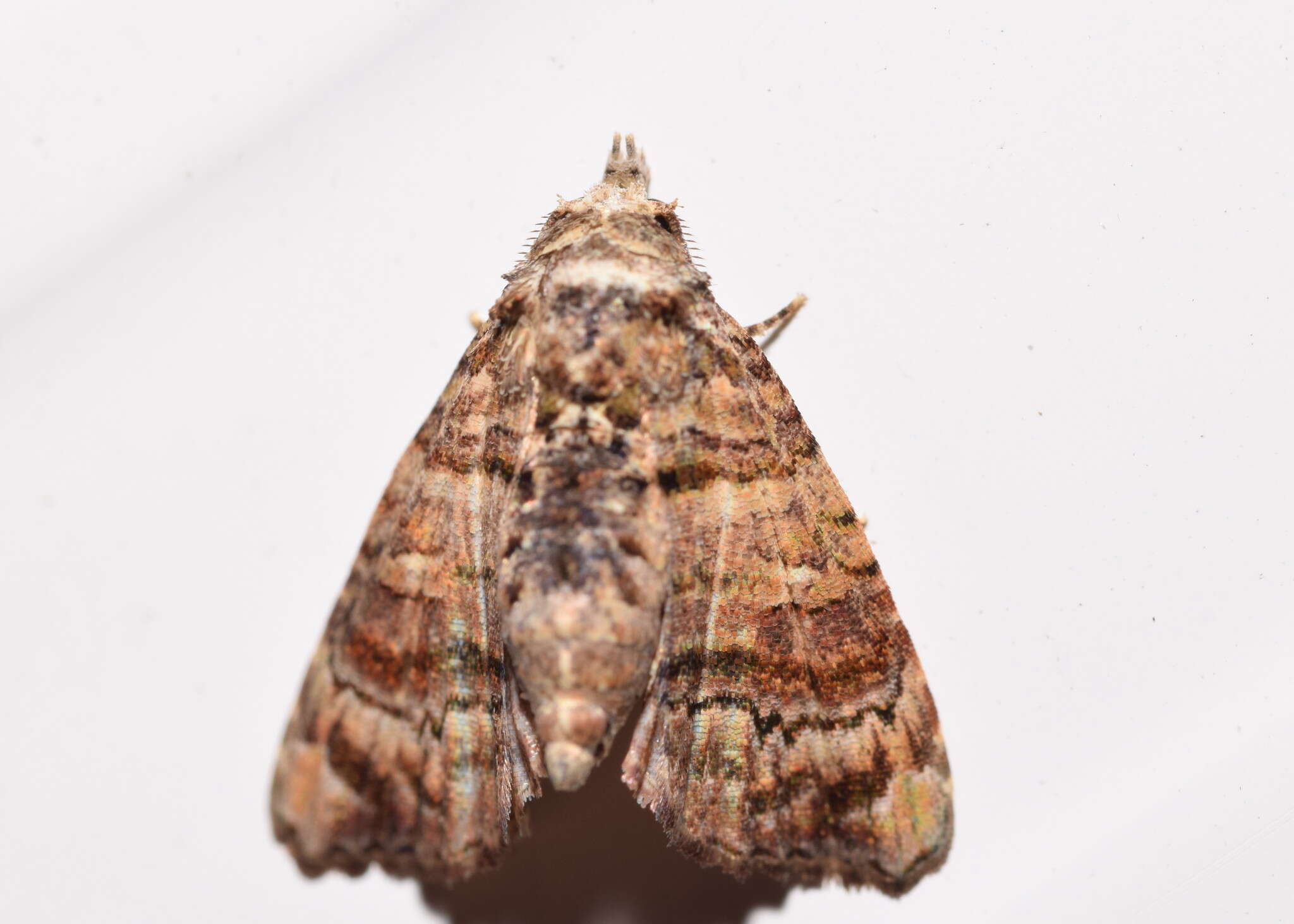 Image of Chlumetia transversa Walker 1863