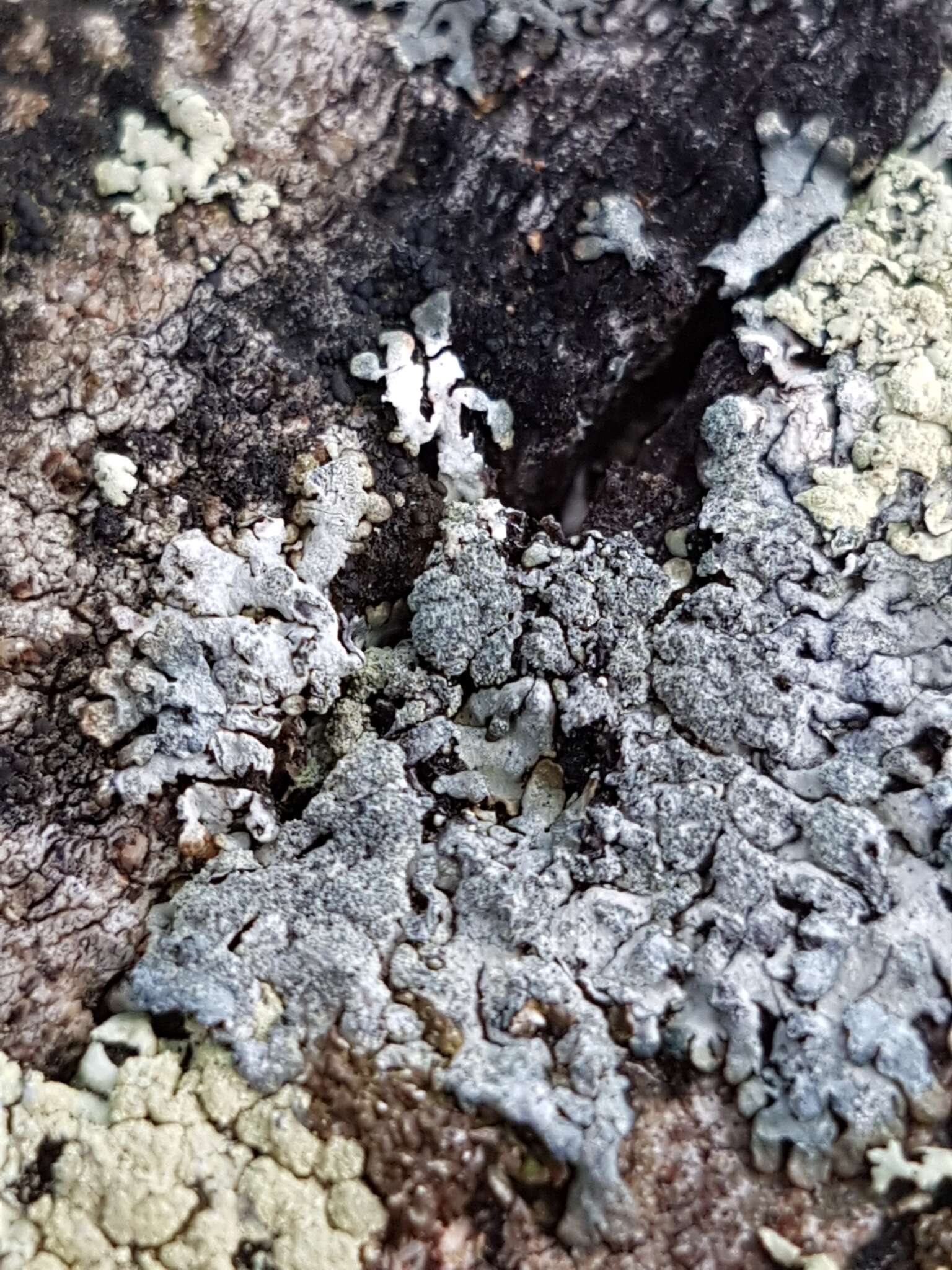 Image of bran lichen