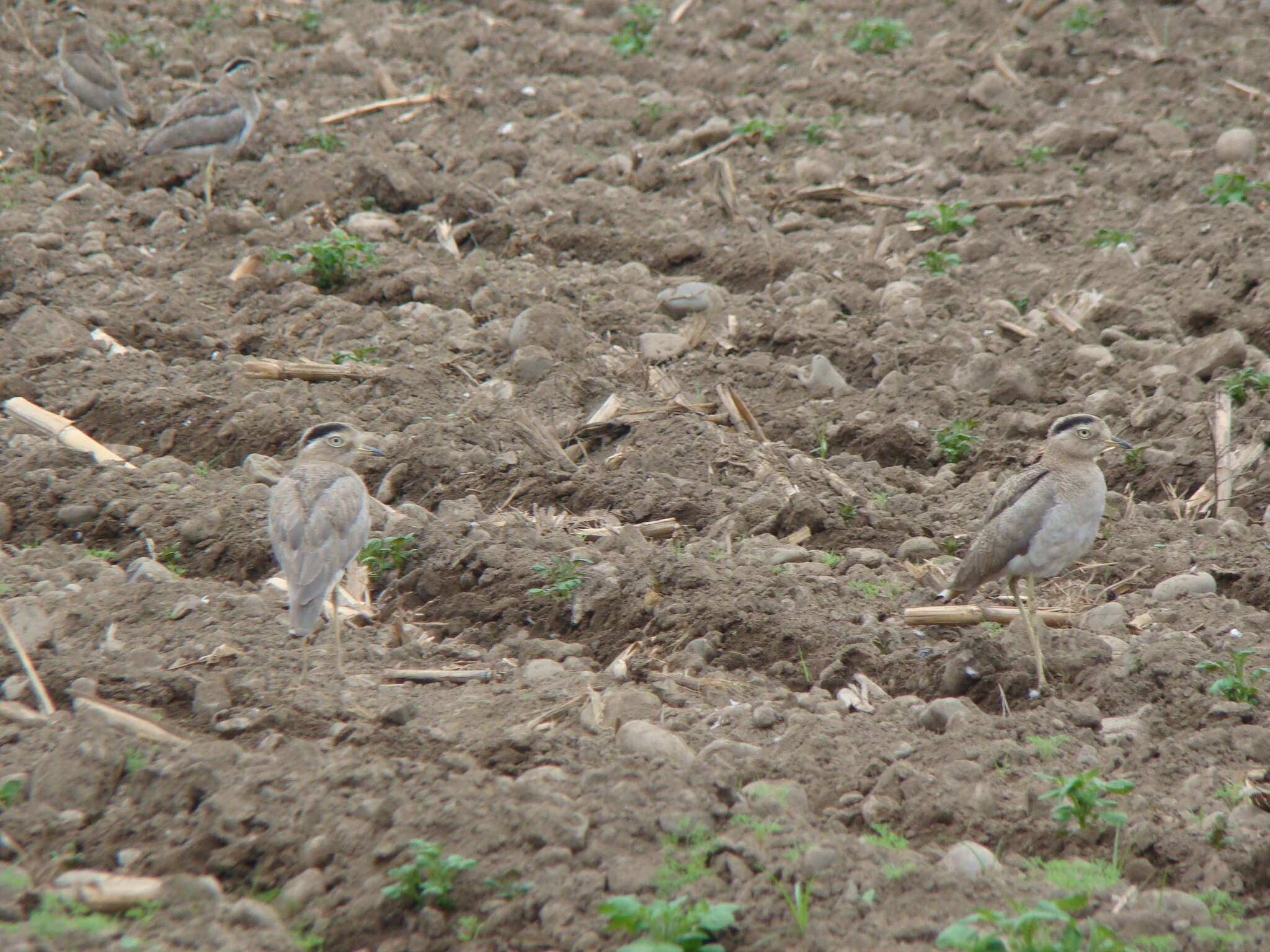 Image of Peruvian Thick-knee