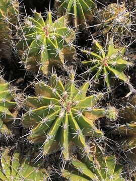 Image of Ferocactus flavovirens (Scheidw.) Britton & Rose