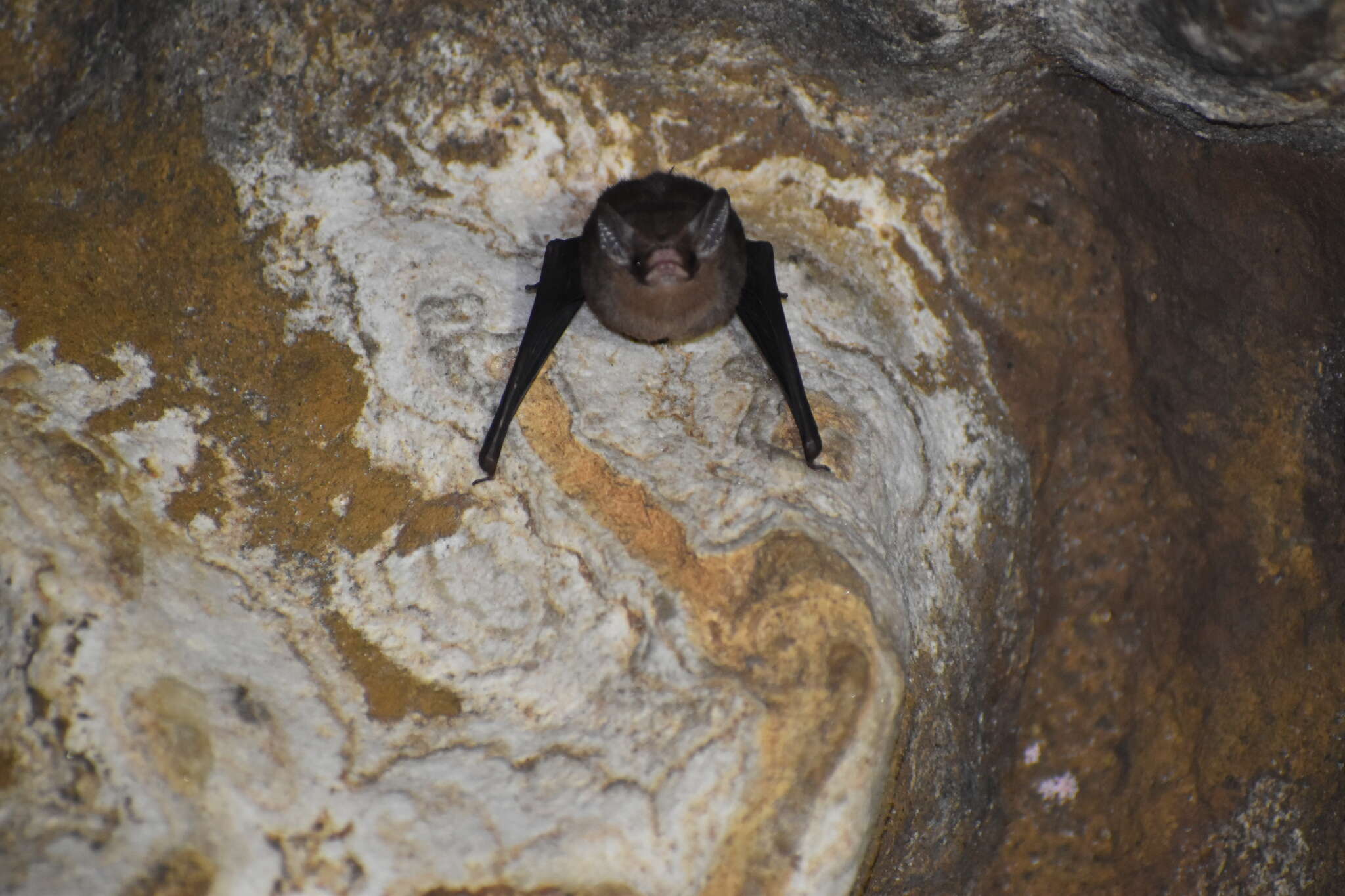 Image of Sac-winged bats