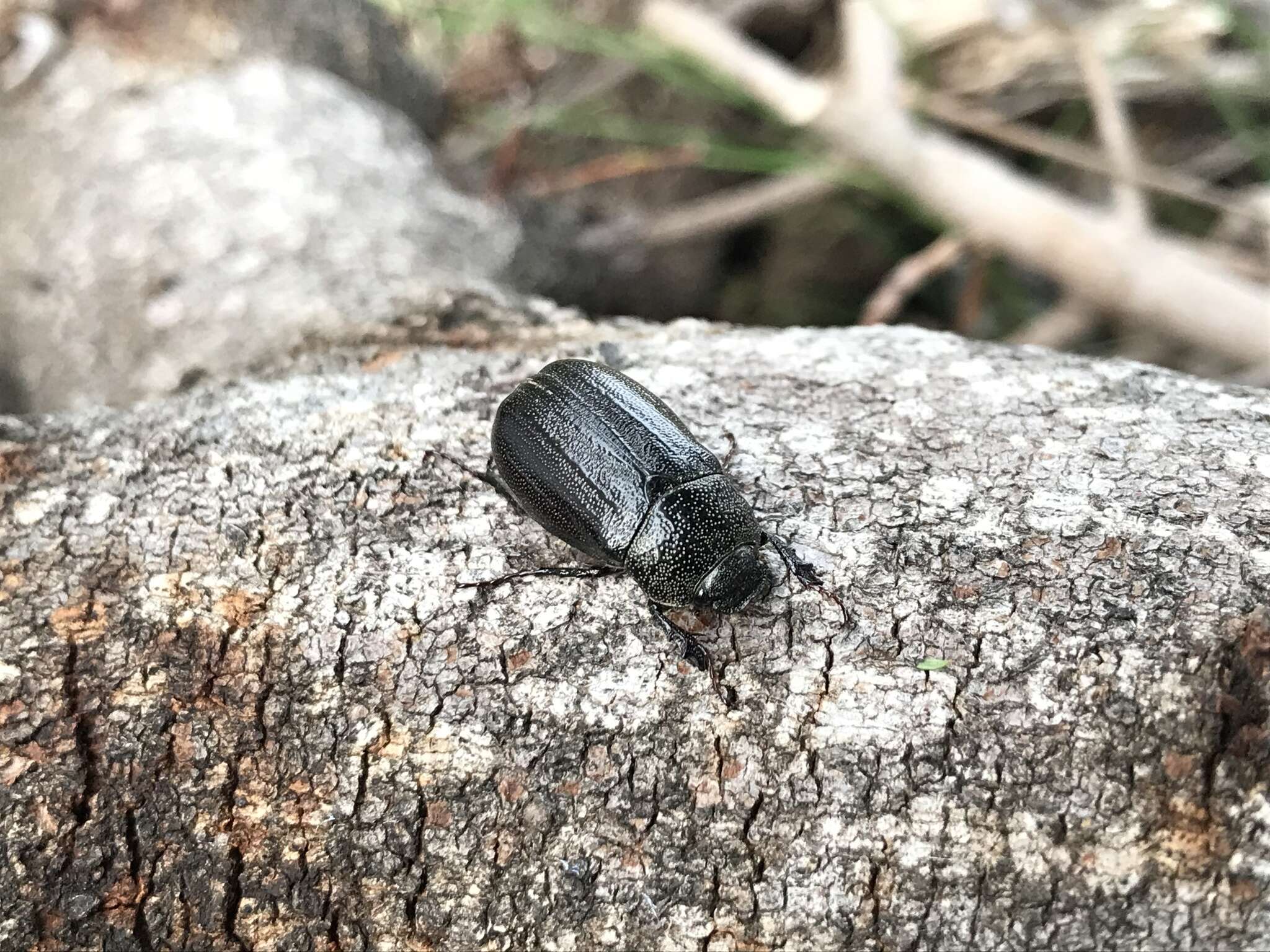 Sivun Nigrotrichia kiotonensis (Brenske 1894) kuva