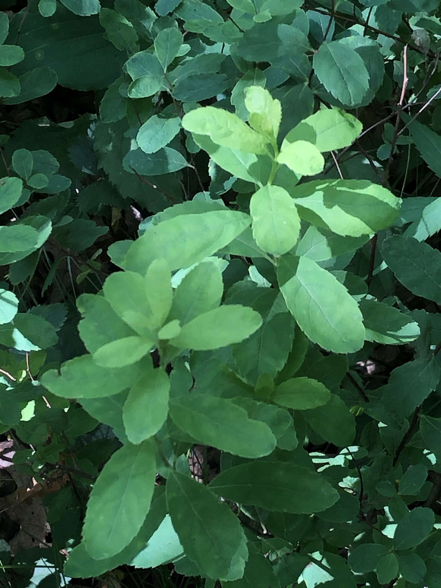 Image of Spiraea corymbosa