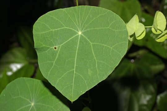 Image of Cissampelos tropaeolifolia DC.