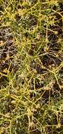 Image of Bupleurum fruticescens subsp. spinosum (Gouan) O. Bolos & Vigo