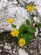 Image of Doronicum columnae Ten.