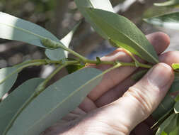 Image of Lemmon's willow