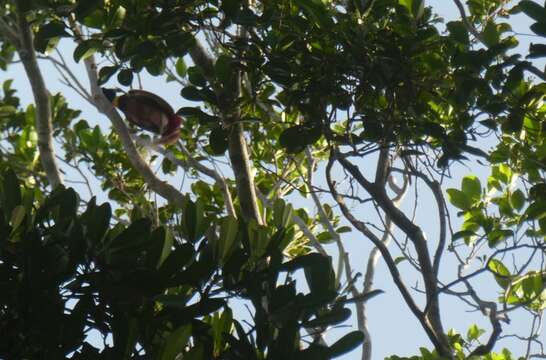 Image of Red Bird-of-Paradise