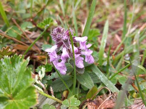 Image of Stachys elliptica Kunth