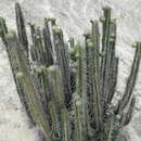 Corryocactus brachypetalus (Vaupel) Britton & Rose的圖片