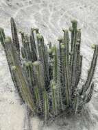 Corryocactus brachypetalus (Vaupel) Britton & Rose resmi