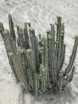 Corryocactus brachypetalus (Vaupel) Britton & Rose的圖片