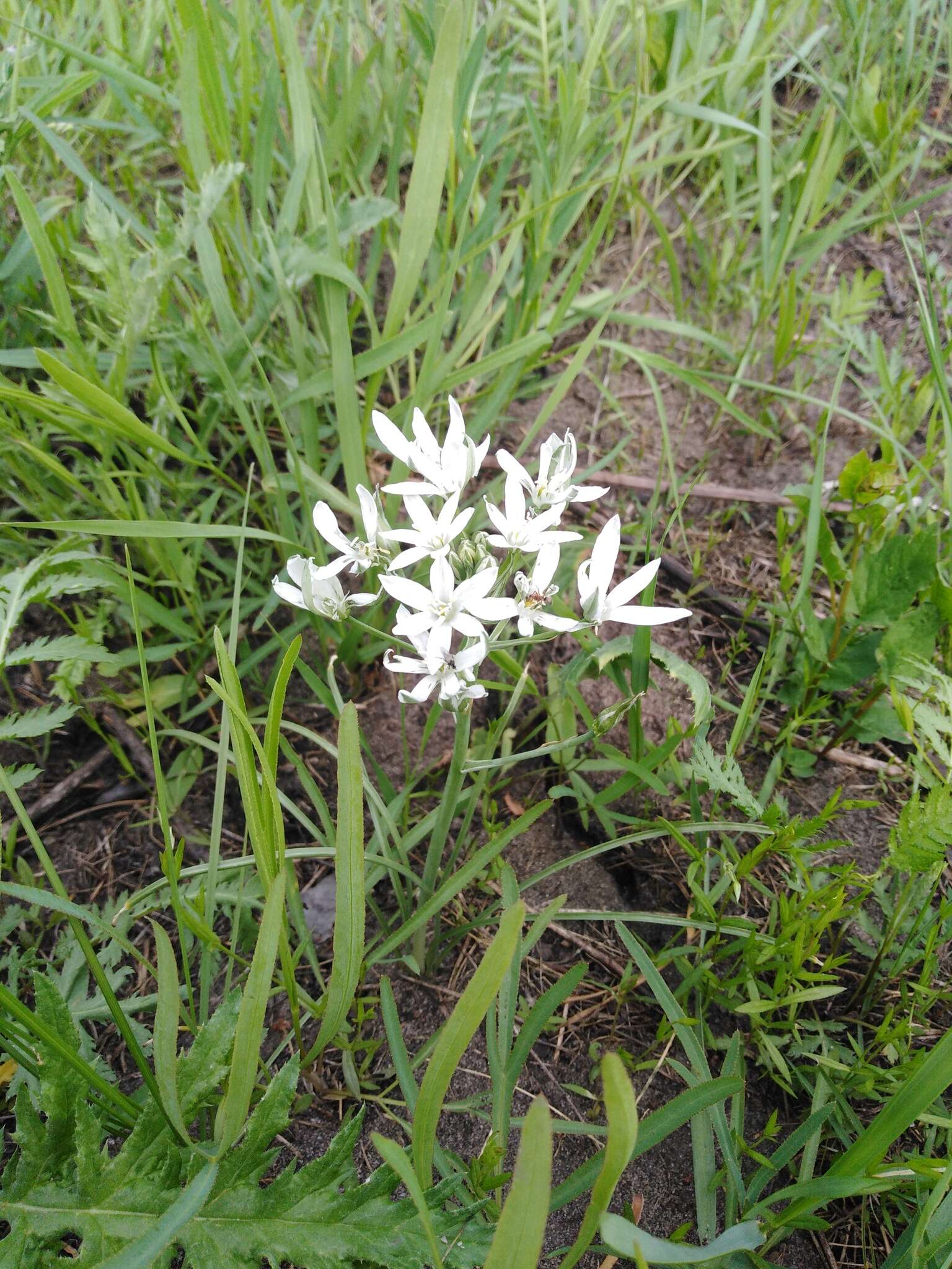 Image of Ornithogalum orthophyllum subsp. kochii (Parl.) Zahar.