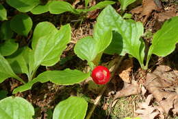 صورة Vaccinium praestans Lamb.