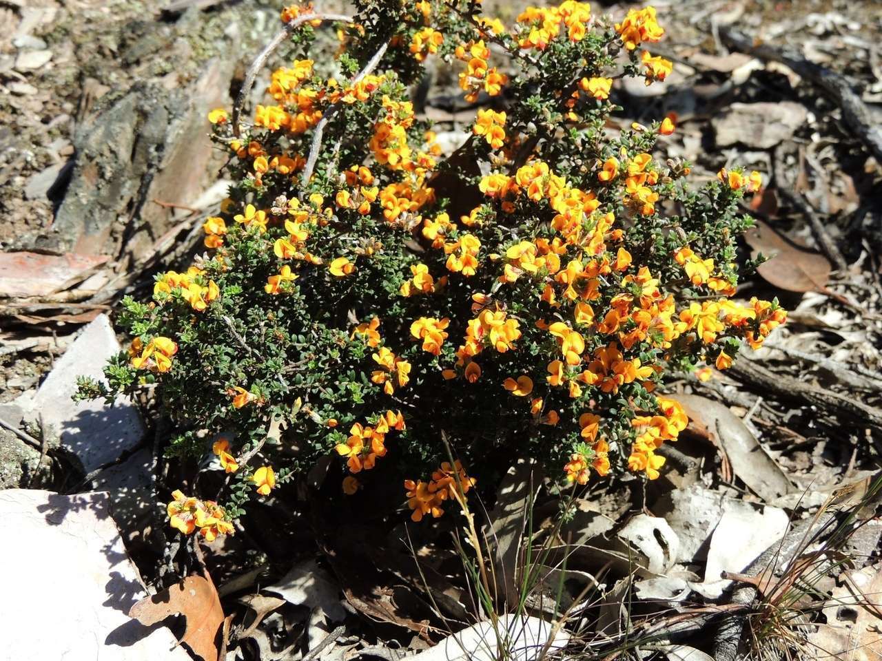 Image of Pultenaea gunnii subsp. tuberculata