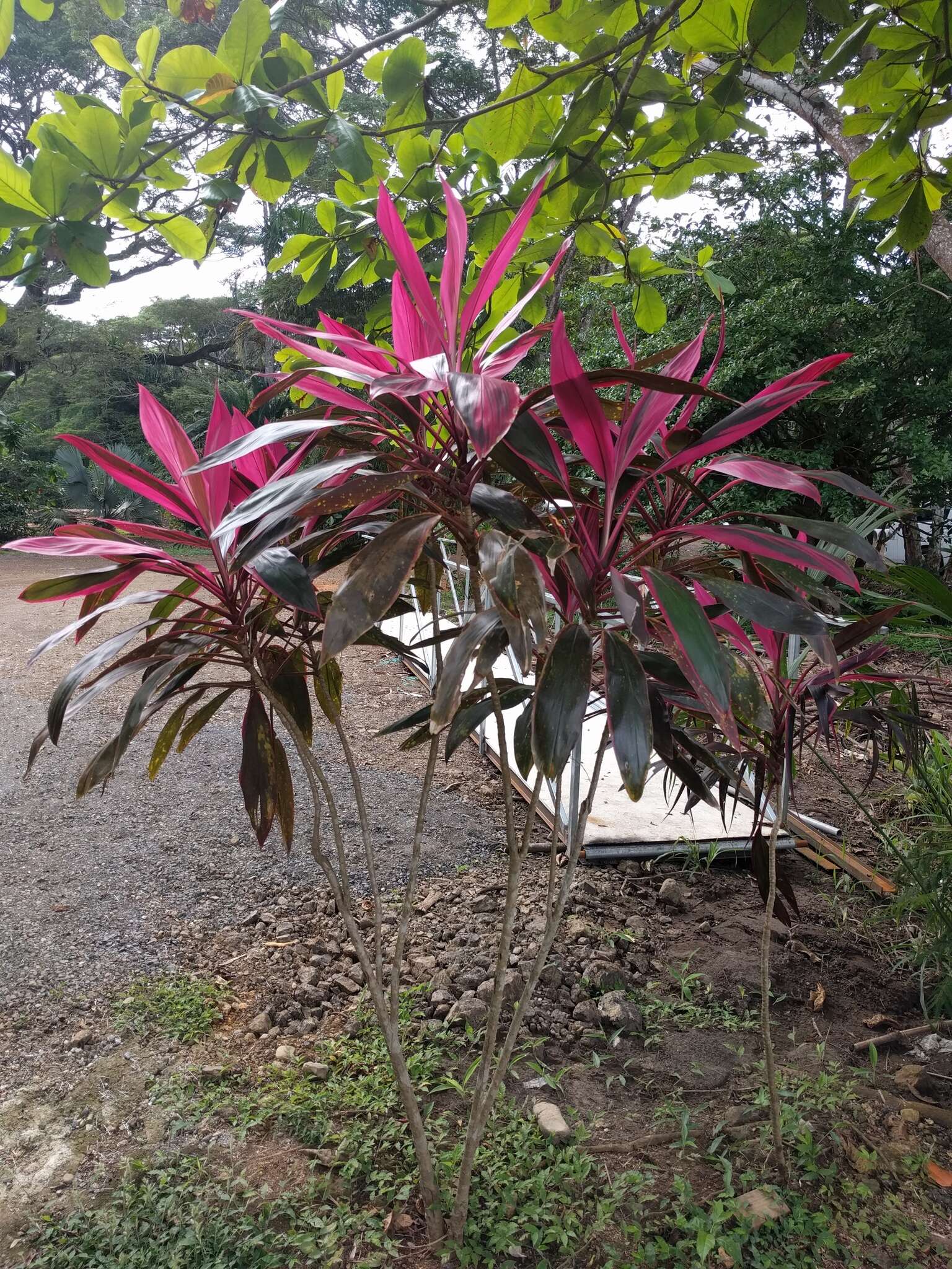 Imagem de Cordyline fruticosa (L.) A. Chev.