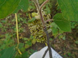 Populus simaroa J. Rzedowski resmi