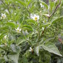 Image of Solanum palitans C. V. Morton