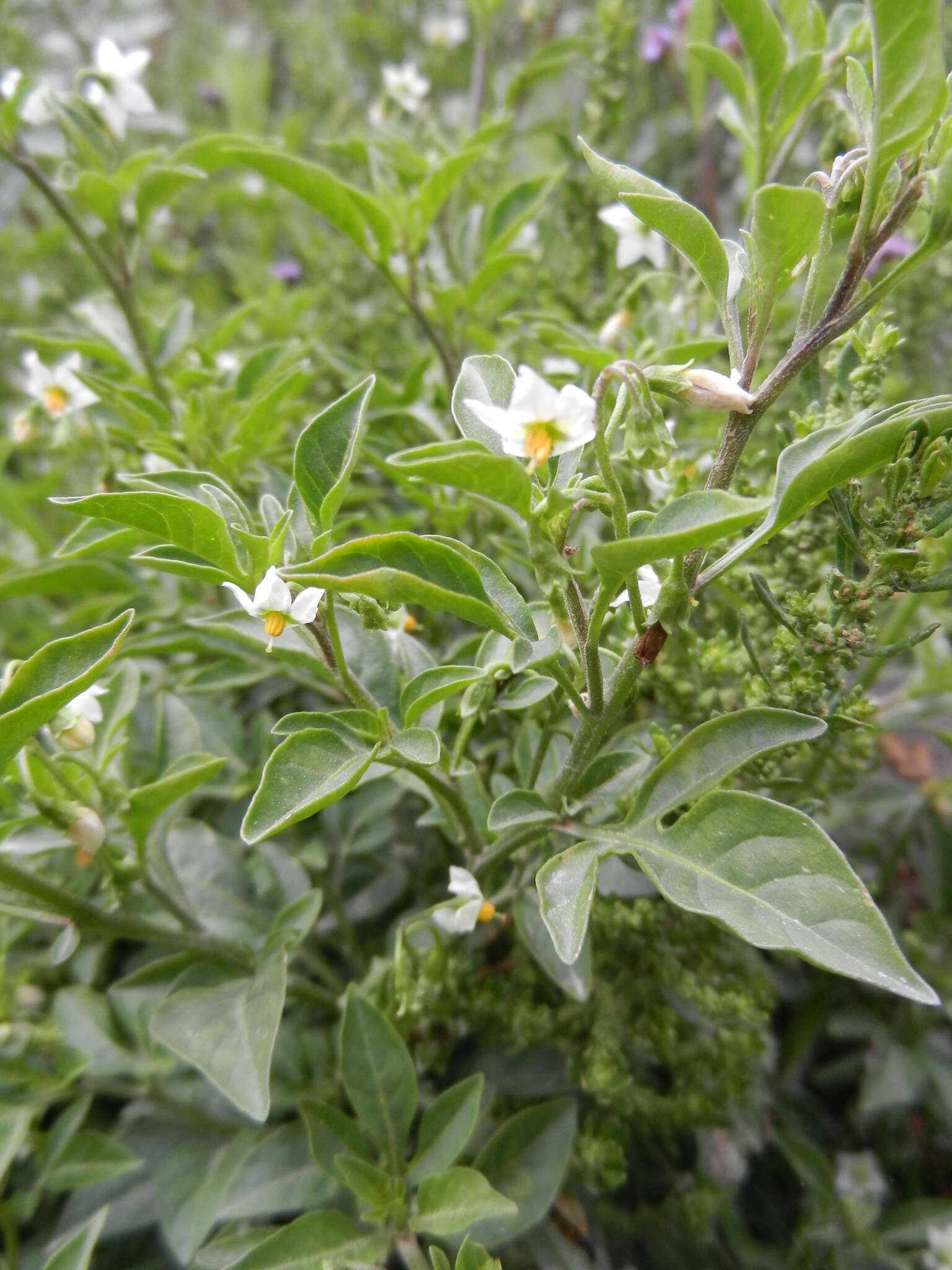 Image of Solanum palitans C. V. Morton