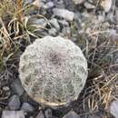 Image of Echinocereus reichenbachii var. reichenbachii