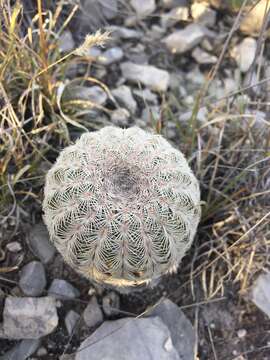 Image of Echinocereus reichenbachii var. reichenbachii