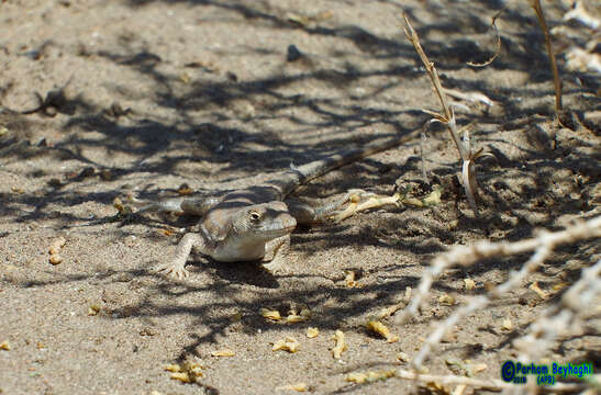 Plancia ëd Acanthodactylus blanfordii Boulenger 1918