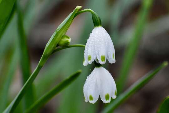 Image of Loddon lily