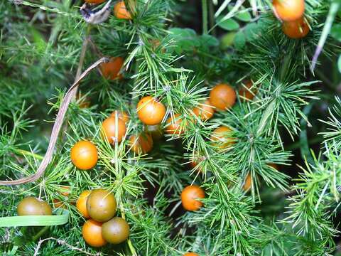 Image of Asparagus flagellaris (Kunth) Baker