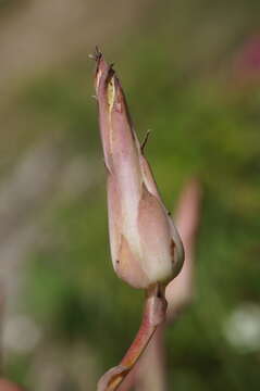 Image de Lactuca tuberosa Jacq.