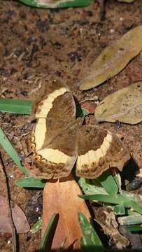 Plancia ëd Junonia terea elgiva Hewitson 1864