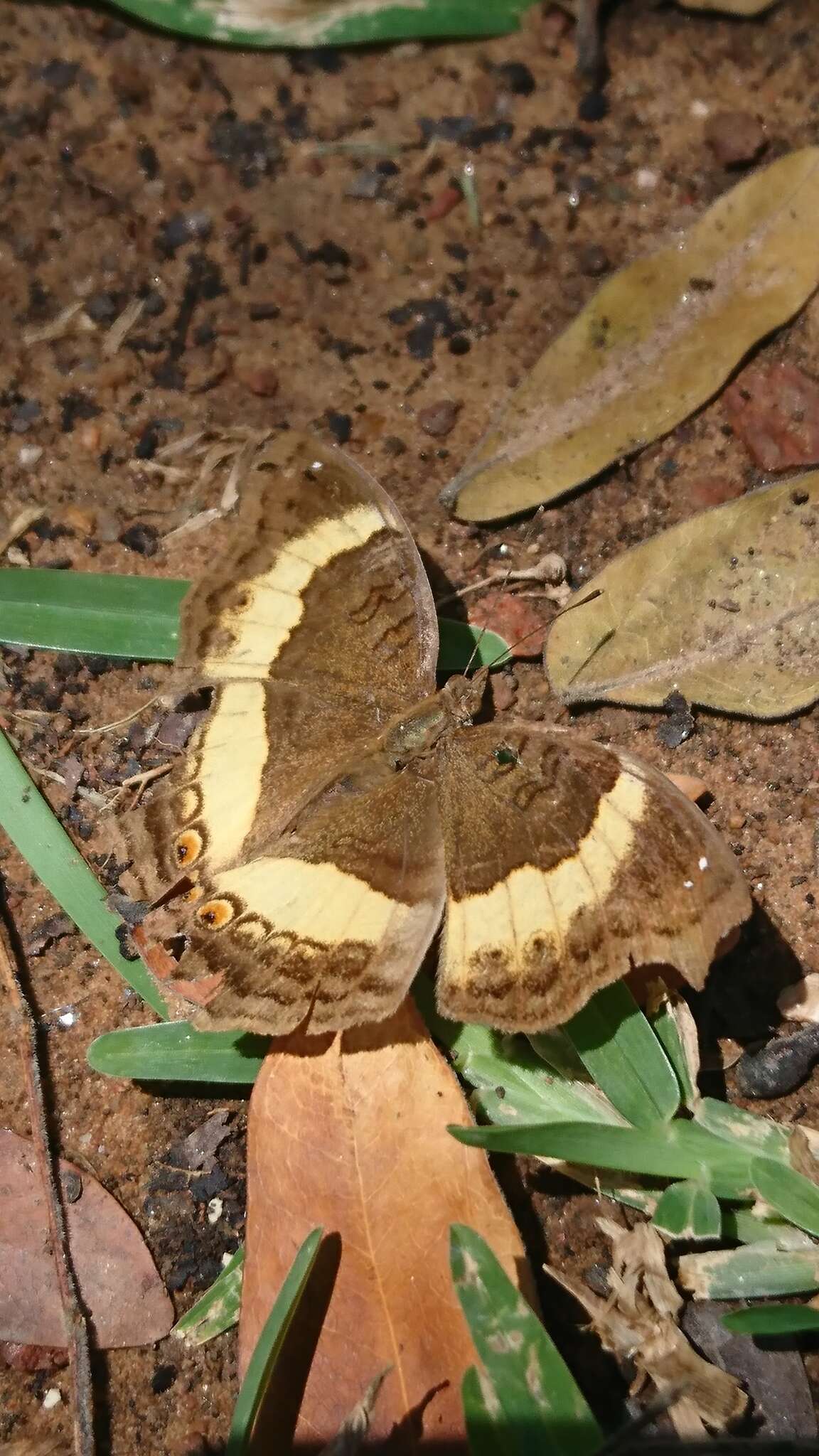 Plancia ëd Junonia terea elgiva Hewitson 1864